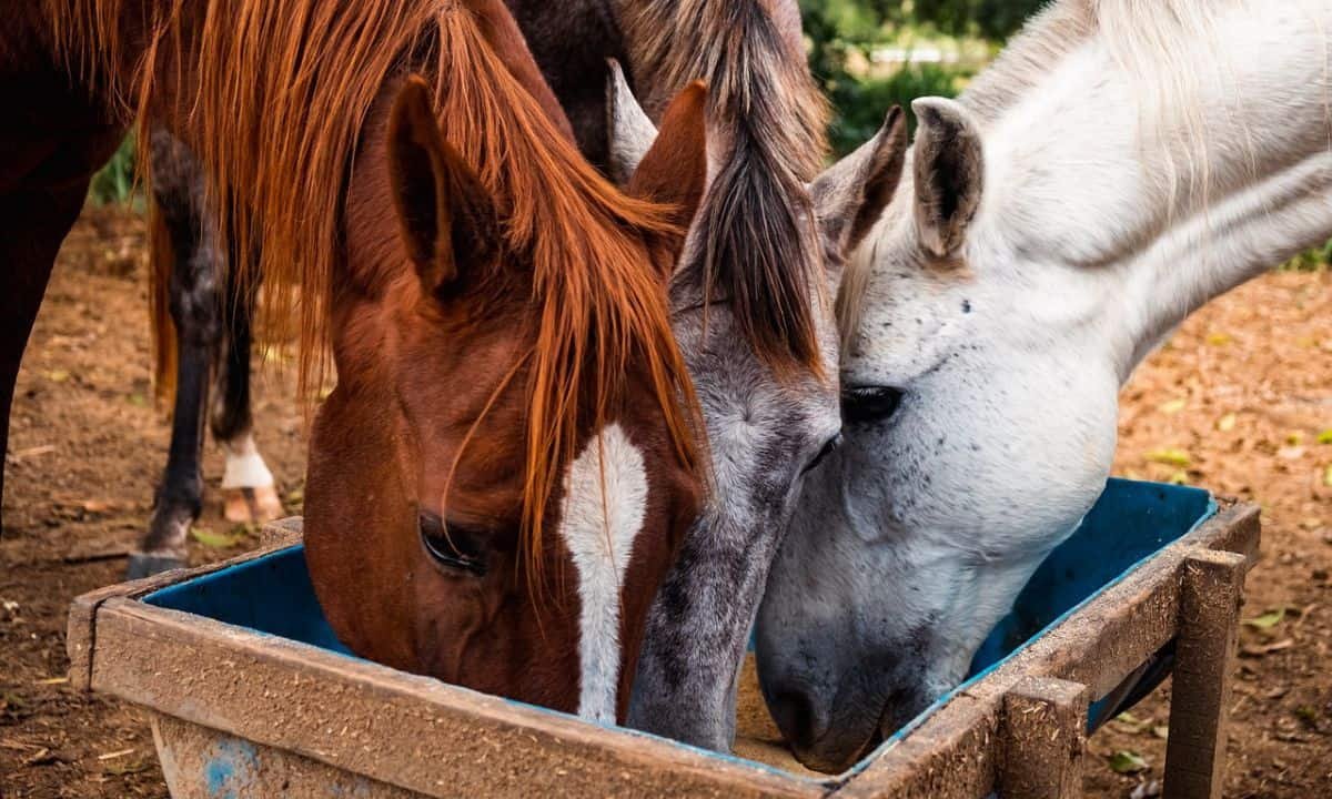 Horse supplements